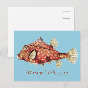 Ernst Haeckel Schiffs- Roter Kofferfisch Meer Lebe Postkarte
