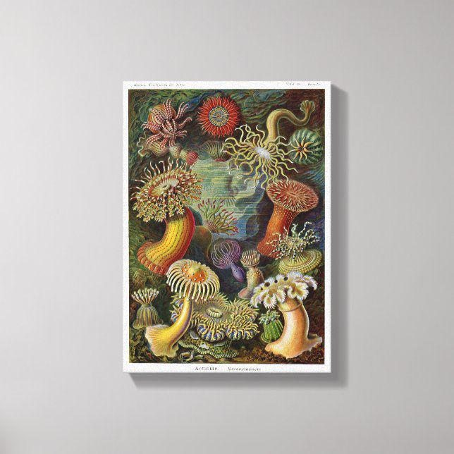 Ernst Haeckel Sea Anemones Leinwanddruck (Vorderseite)