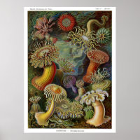 Ernst Haeckel Sea Anemones