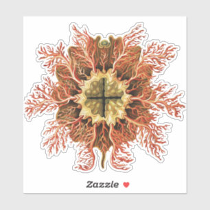 Ernst Haeckel Seescheiden Rotes Meer Lebens Kunst Aufkleber