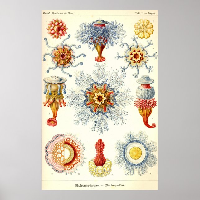 Ernst Haeckel - Siphonophorae2 Poster (Vorne)