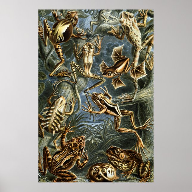 Ernst Haeckel-Sorte exotischer Frösche:Batrachia Poster (Vorne)