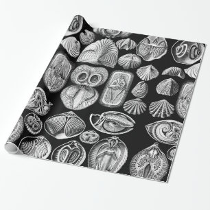 Ernst Haeckel Spirobranchia Geschenkpapier
