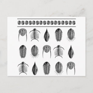 Ernst Haeckel Trilobite Pattern - groß Postkarte