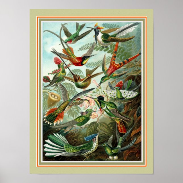 Ernst Haeckel "Trochilidae" 12 x 16 Print Poster (Vorne)