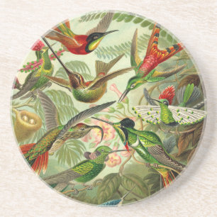 Ernst Haeckel Trochilidae Hummingbird Getränkeuntersetzer