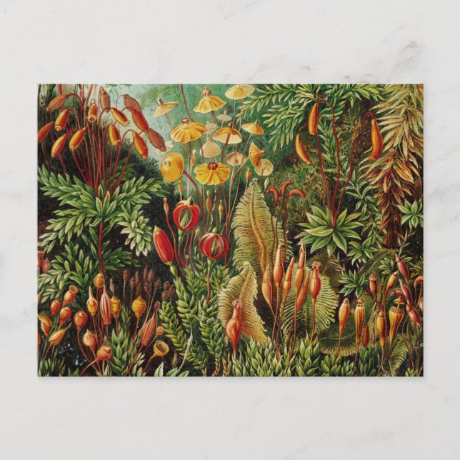 Ernst Haeckel Vintag Botanische Kunst Postkarte (Vorderseite)