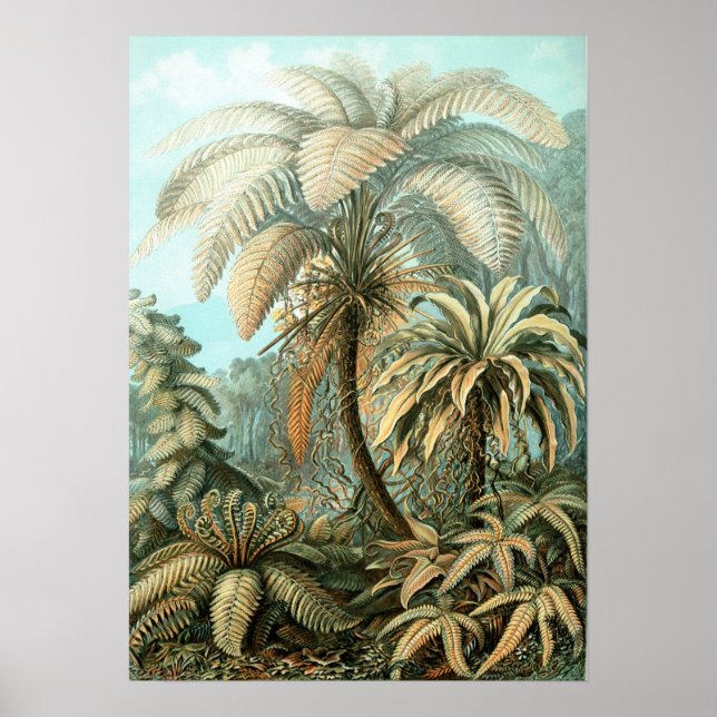 Ernst Haeckel Vintag Filicinae Print Poster (Vorne)