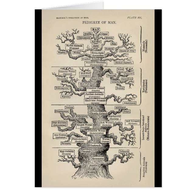 Ernst Haeckels "Baum des Lebens " (Vorne)