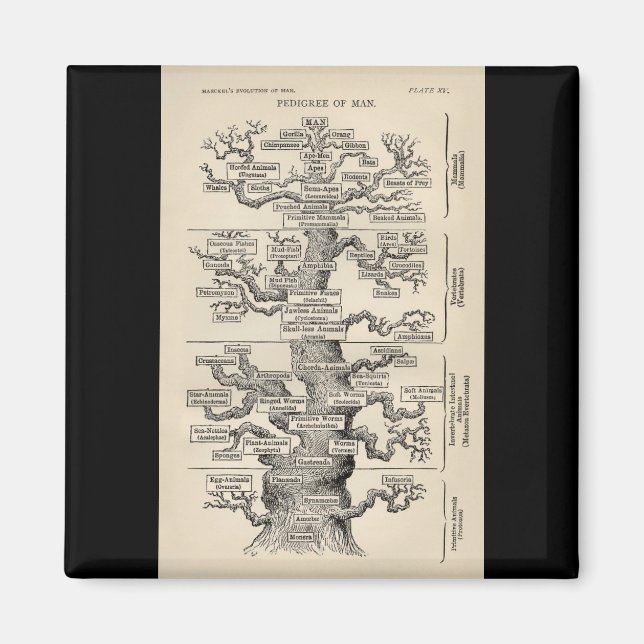 Ernst Haeckels "Baum des Lebens" Magnet (Vorne)