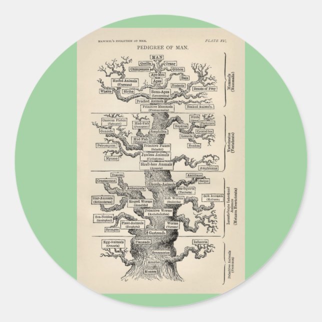 Ernst Haeckels "Baum des Lebens" Runder Aufkleber (Vorderseite)