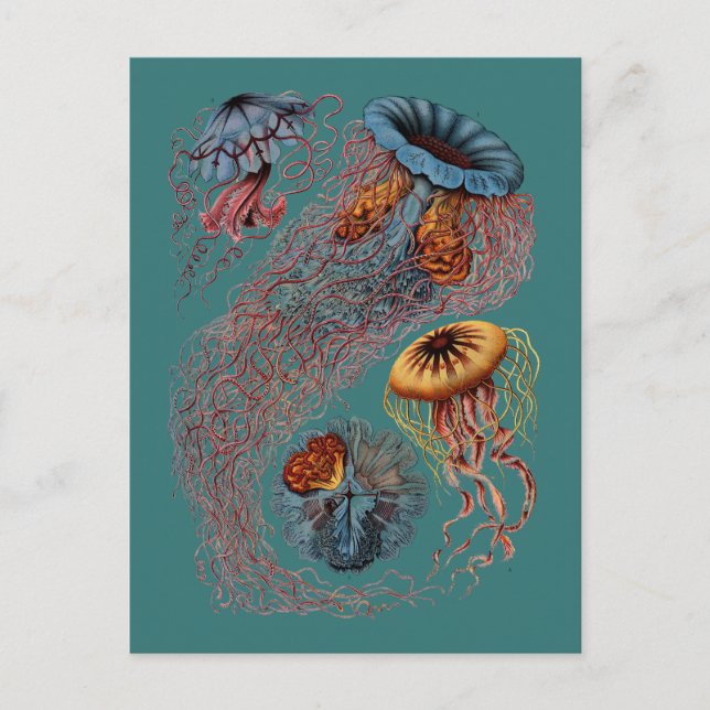 Ernst Haeckels Disco Medusae Postkarte (Vorderseite)