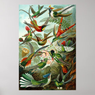 Ernst Haeckels Kolibris Poster