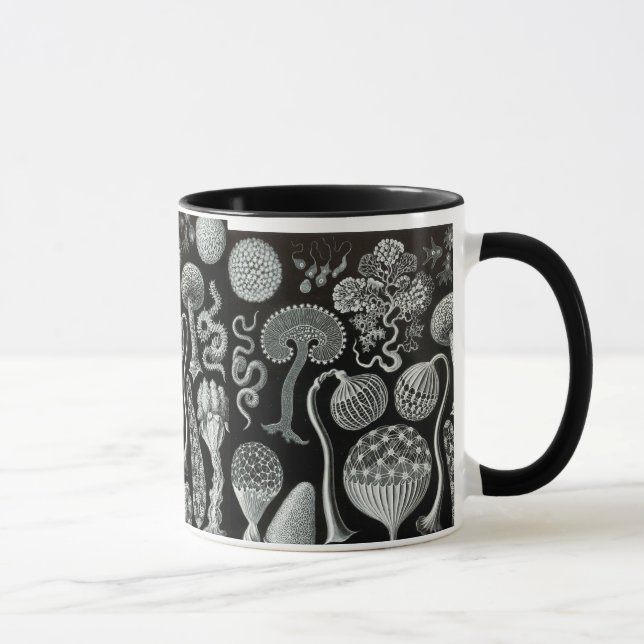 Ernst Haeckels Mycetozoa Tasse (Rechts)
