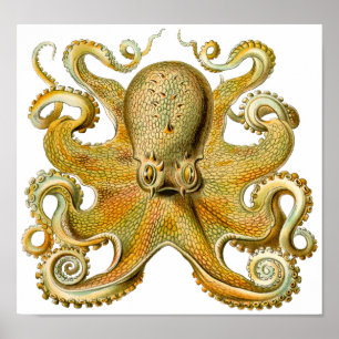 Ernst Haeckels Octopus Vintag Art Poster