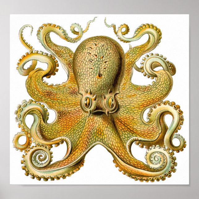 Ernst Haeckels Octopus Vintag Art Poster (Vorne)