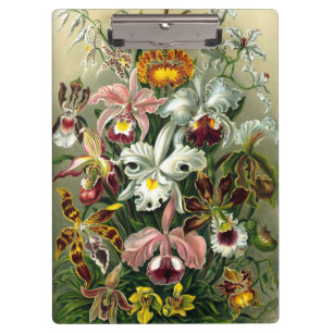 Ernst Haeckels Orchidaceae Klemmbrett