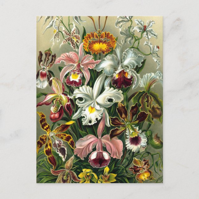 Ernst Haeckel's Orchidaceae Postcard Postkarte (Vorderseite)