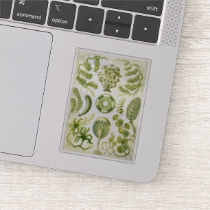 Ernst Haeckel's Siphoneae Seaweed und Algen Aufkleber