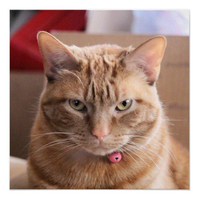 ernst poster (Vorderseite)