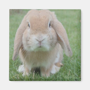 Ernstes Foto Magnet