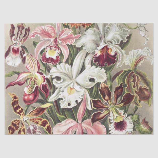 ErnstHaeckel Vintage Botanical Orchid Illustration Seidenpapier (Vorderseite)