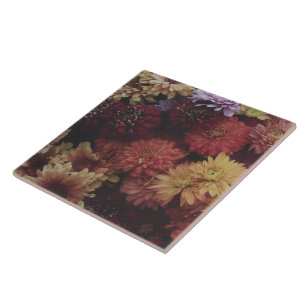 Ernte-Chrysantheme Nocturne Dekorativ Fliese