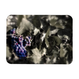 Ernte in Tefft Cellars Hauptrebgarten Magnet