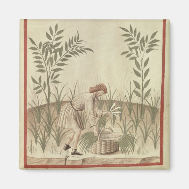 Ernte von Leeks von 'Tacuinum Sanitatis' Magnet (Vorne)