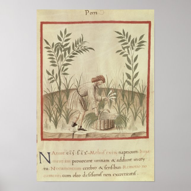 Ernte von Leeks von 'Tacuinum Sanitatis' Poster (Vorne)