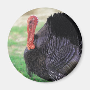 Erntedank Turkey Bird Magnet