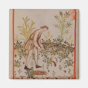 Ernten der Pastinake von 'Tacuinum Sanitatis Magnet