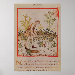 Ernten der Pastinake von 'Tacuinum Sanitatis Poster