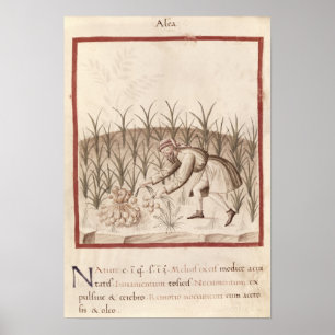 Ernten des Knoblauchs Poster