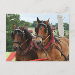 Erntepferd-Foto Postkarte