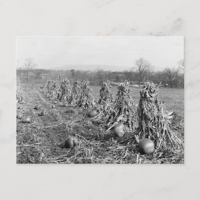 Erntezeit, 1906 postkarte (Vorderseite)