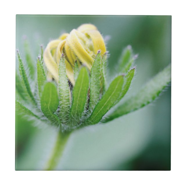 Eröffnung der Blume der Kone-Blume Fliese (Vorderseite)
