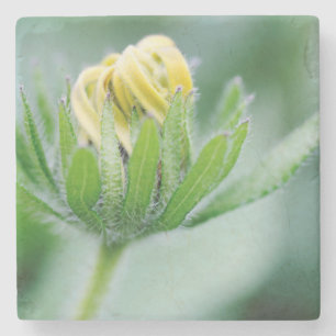 Eröffnung der Blume der Kone-Blume Steinuntersetzer