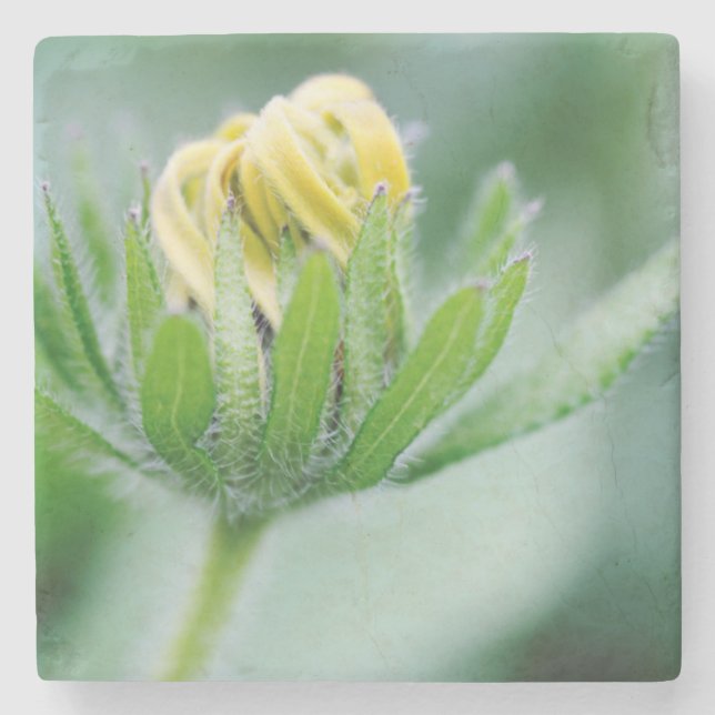 Eröffnung der Blume der Kone-Blume Steinuntersetzer (Vorderseite)