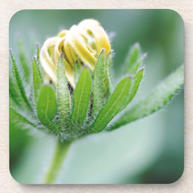 Eröffnung der Blume der Kone-Blume Untersetzer (Vorderseite)