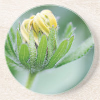 Eröffnung der Blume der Kone-Blume