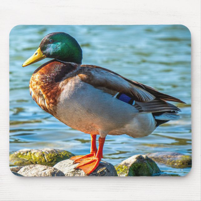 Erpel auf Steinen am Seeufer Mousepad (Vorne)