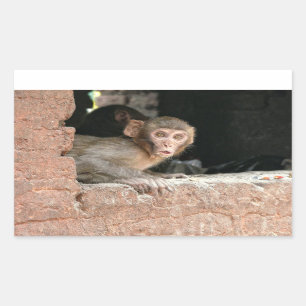 Erschrockener Affe mit rechteckigem Aufkleber der