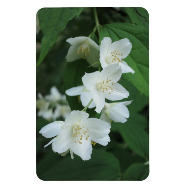 Ersetzen Sie Jasmine-Foto vertikal Personalisiert Magnet (Vertikal)