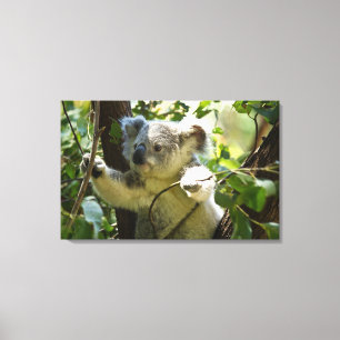 Erstaunlich niedlicher Koala in einem Baum Leinwanddruck