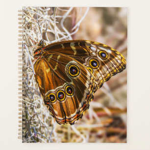 Erstaunliche Blaue Morpho-Schmetterling-Wildlife-F Planer
