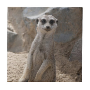 Erstaunliche Meerkatze Fliese