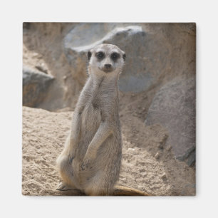 Erstaunliche Meerkatze Magnet