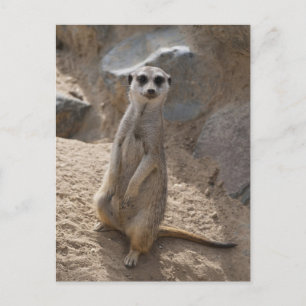 Erstaunliche Meerkatze Postkarte