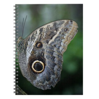 Erstaunlicher Caligo Eurilochus Schmetterling Notizblock